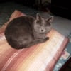 Photo de Minette