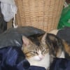 Photo de Casper