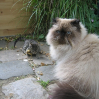 Photo de profil de Choumy