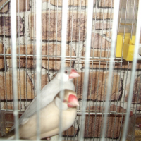 Photo de profil de Noisette