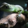Photo de Nestor, Lézard
