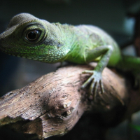 Photo de profil de Nestor