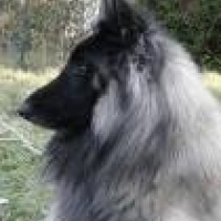 Photo de profil de Chaman