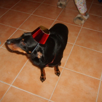Photo de profil de Voyou