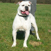 Photo de profil de Dragon