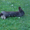 Photo de Pin pin 
