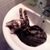 Photo de Kitty