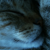 Photo de Sheena