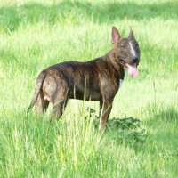 Photo de profil de Braco