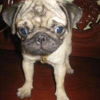 Photo de profil de Potchi