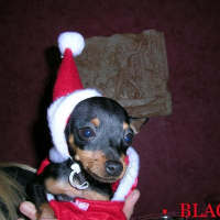 Photo de profil de Blacky