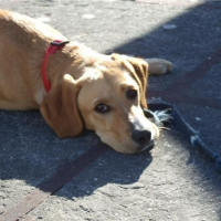 Photo de profil de Dunes