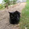 Photo de Minette