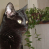 Photo de Nala