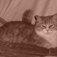Photo de profil de Cywen