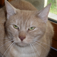 Photo de profil de Gribouille