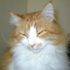 Photo de Wiski