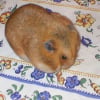 Photo de Grignotte