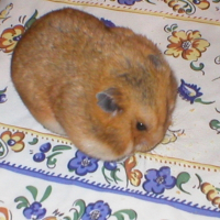 Photo de profil de Grignotte