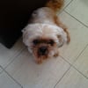 Photo de Tommy