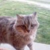 Photo de Caramel