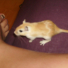 Photo de Esca