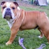 Photo de Balou