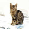 Photo de Titine