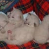 Photo de Dopty, catou, rubik et kitsy