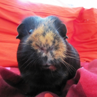 Photo de profil de Ptit louis