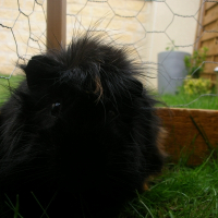 Photo de profil de Stevette