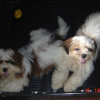 Photo de Peaches and pudge