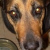 Photo de Indy