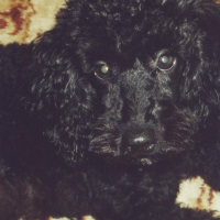 Photo de profil de Tess