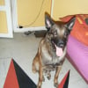 Photo de Rock, Berger Belge Malinois
