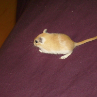 Photo de profil de E'bella