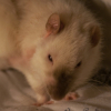 Photo de Hyde, Rat