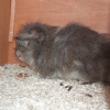 Photo de Onix