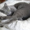 Photo de Mulot, Bleu Russe