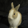 Photo de Kiwi