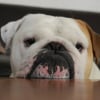 Photo de Braddy