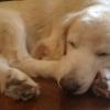 Photo de Maximus