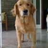 Photo de Princess, Golden Retriever