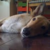 Photo de Zeus