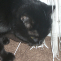Photo de profil de Pepper