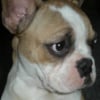Photo de Dodge