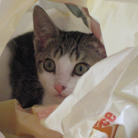 Photo de profil de Simbad