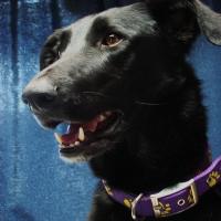 Photo de profil de Midnight