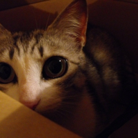 Photo de profil de Nenette