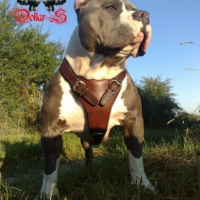 Photo de profil de Dollar
